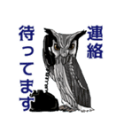 ミミズクとコノハズク（個別スタンプ：13）