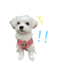 まるちわのルナ3（個別スタンプ：2）