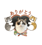 もこはなスタンプ3（個別スタンプ：5）