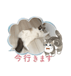 もこはなスタンプ3（個別スタンプ：11）
