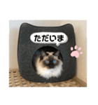 もこはなスタンプ3（個別スタンプ：19）