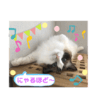 もこはなスタンプ3（個別スタンプ：23）