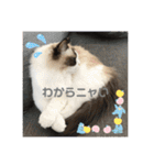 もこはなスタンプ3（個別スタンプ：24）