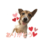 【犬の日】LOVE♡ジャックラッセルテリア（個別スタンプ：1）