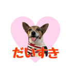 【犬の日】LOVE♡ジャックラッセルテリア（個別スタンプ：2）