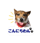 【犬の日】LOVE♡ジャックラッセルテリア（個別スタンプ：13）