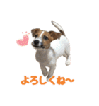 【犬の日】LOVE♡ジャックラッセルテリア（個別スタンプ：15）