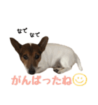 【犬の日】LOVE♡ジャックラッセルテリア（個別スタンプ：19）