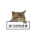 家の猫さんに似た子がいるかな？（個別スタンプ：2）