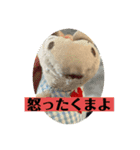 くまぷースタンプ1（個別スタンプ：3）