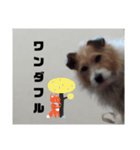 犬のりんちゃんペスタンプ（個別スタンプ：1）