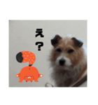 犬のりんちゃんペスタンプ（個別スタンプ：2）