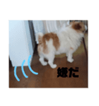 犬のりんちゃんペスタンプ（個別スタンプ：3）