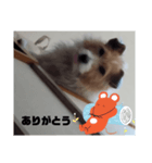 犬のりんちゃんペスタンプ（個別スタンプ：5）