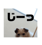 犬のりんちゃんペスタンプ（個別スタンプ：6）