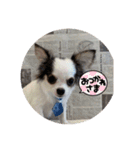 チワワのQoo（クー）ちゃん！（個別スタンプ：1）