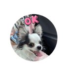 チワワのQoo（クー）ちゃん！（個別スタンプ：5）