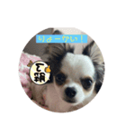 チワワのQoo（クー）ちゃん！（個別スタンプ：6）
