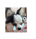 チワワのQoo（クー）ちゃん！（個別スタンプ：10）