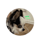 チワワのQoo（クー）ちゃん！（個別スタンプ：11）