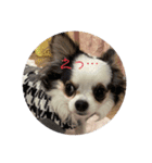 チワワのQoo（クー）ちゃん！（個別スタンプ：13）