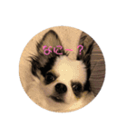 チワワのQoo（クー）ちゃん！（個別スタンプ：16）