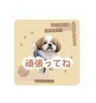 可愛いきなこちゃんスタンプ（個別スタンプ：5）