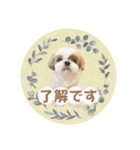 可愛いきなこちゃんスタンプ（個別スタンプ：6）