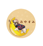 可愛いきなこちゃんスタンプ（個別スタンプ：12）