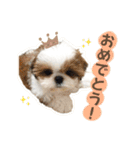 可愛いきなこちゃんスタンプ（個別スタンプ：13）