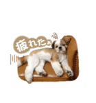 可愛いきなこちゃんスタンプ（個別スタンプ：15）