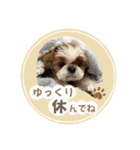 可愛いきなこちゃんスタンプ（個別スタンプ：16）