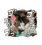 にゃんこ（琴乃華）のアップVer.（個別スタンプ：8）