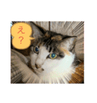 にゃんこ（琴乃華）のアップVer.（個別スタンプ：10）