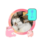 にゃんこ（琴乃華）のアップVer.（個別スタンプ：12）