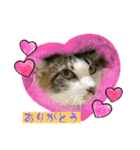 にゃんこ（琴乃華）のアップVer.（個別スタンプ：14）