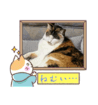 にゃんこ（琴乃華）のアップVer.（個別スタンプ：15）