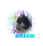 にゃんこ（琴乃華）のアップVer.（個別スタンプ：16）