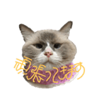 うめきち時々ぷるこ（個別スタンプ：13）