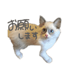 うめきち時々ぷるこ（個別スタンプ：30）