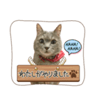 ふつうのねこですが（個別スタンプ：7）