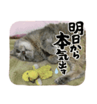 ふつうのねこですが（個別スタンプ：16）