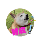 さくらと一緒 6（個別スタンプ：3）