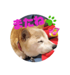 さくらと一緒 6（個別スタンプ：4）
