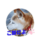 さくらと一緒 6（個別スタンプ：7）