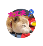 さくらと一緒 6（個別スタンプ：9）