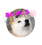 さくらと一緒 6（個別スタンプ：12）