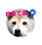 さくらと一緒 6（個別スタンプ：13）