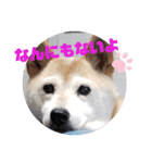 さくらと一緒 6（個別スタンプ：14）