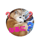 さくらと一緒 6（個別スタンプ：15）